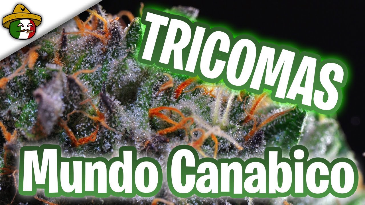 TRICOMAS | Cuando COSECHAR Cannabis? |Aventurandonos en el Cannabis | Mundo Cannabico