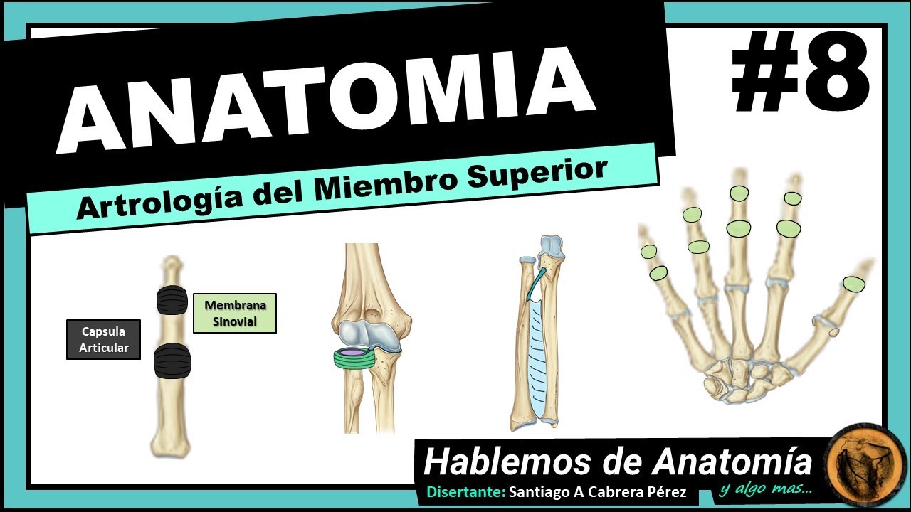 🔴 #8👉 ANATOMÍA 🟩 ARTROLOGIA DEL MIEMBRO SUPERIOR 🟪 (2da PARTE) 🟥