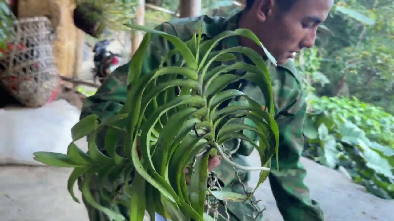 V&Agrave;NG A SẾNH B&Aacute;N HOA PHONG LAN RỪNG SĐT 0876103448 ZALO