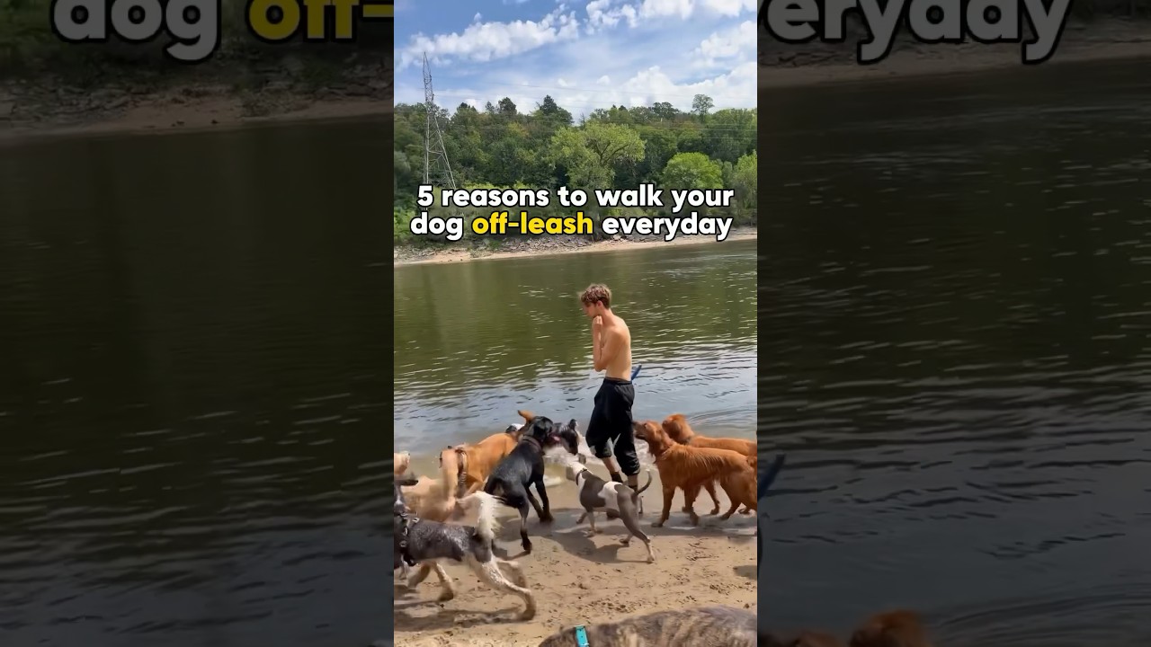 5 reasons you MUST walk your dog off-leash everyday! Dog training tips. #dog #offleashlife