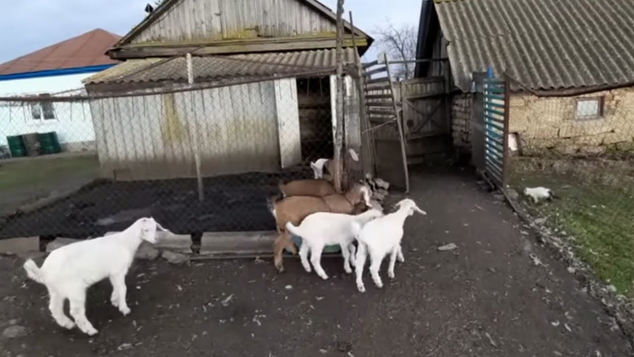 Надумали строить новый сарай для коз...