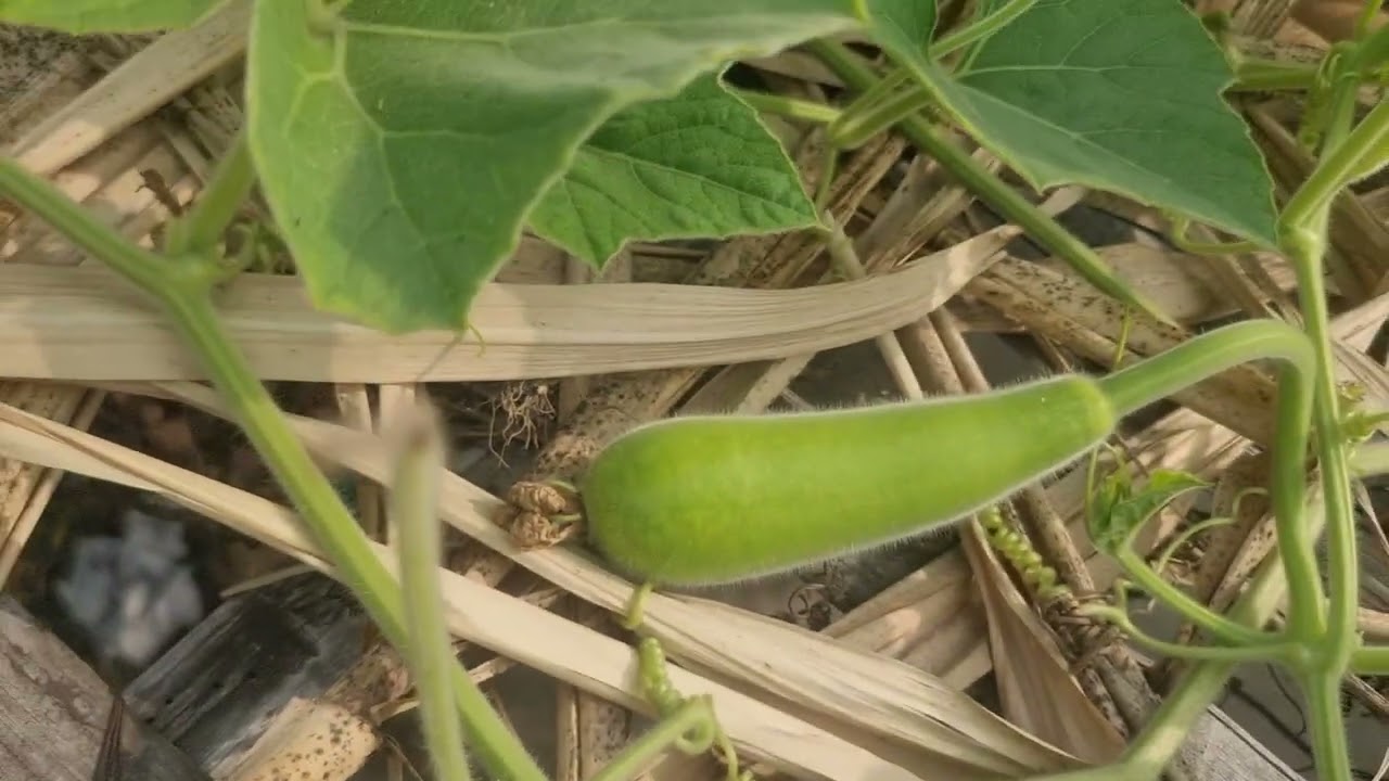 Aber choley aslam full garden video niya #afrin ruftop gardening form bd#homegardening .