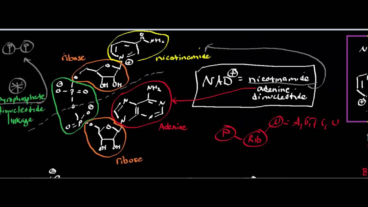 NAD: Structure and Reduction of NAD to NADH