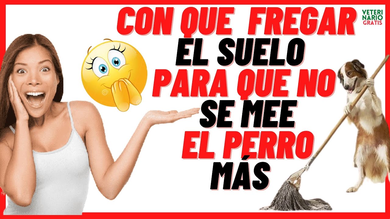 🟣 Con Qué Fregar el Suelo para que no se MEE el Perro  🟣 Como hacer un Repelente Casero Para Perros