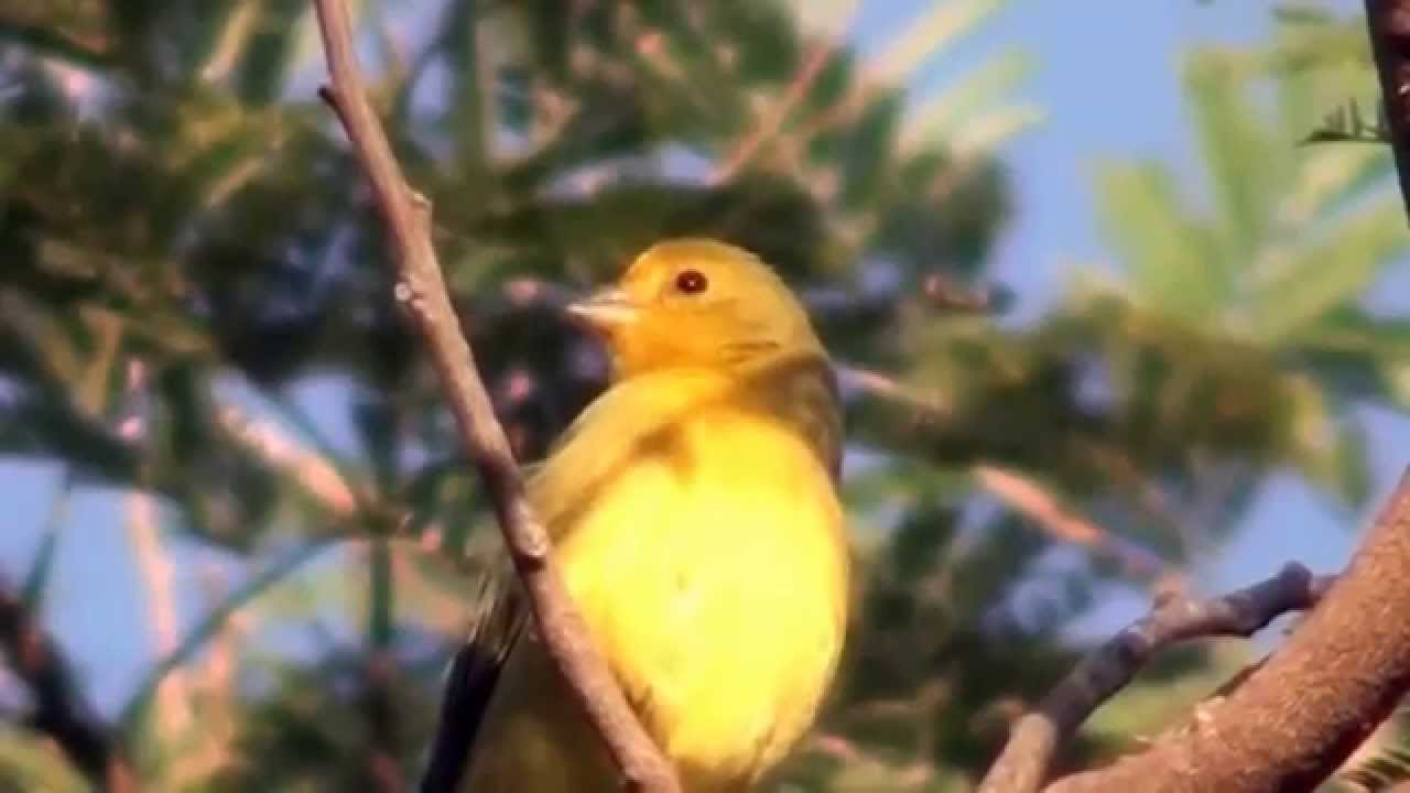 SAFFRON FINCH singing (SICALIS FLAVEOLA), CAN&Aacute;RIO-DA-TERRA, Free birds in the wild.