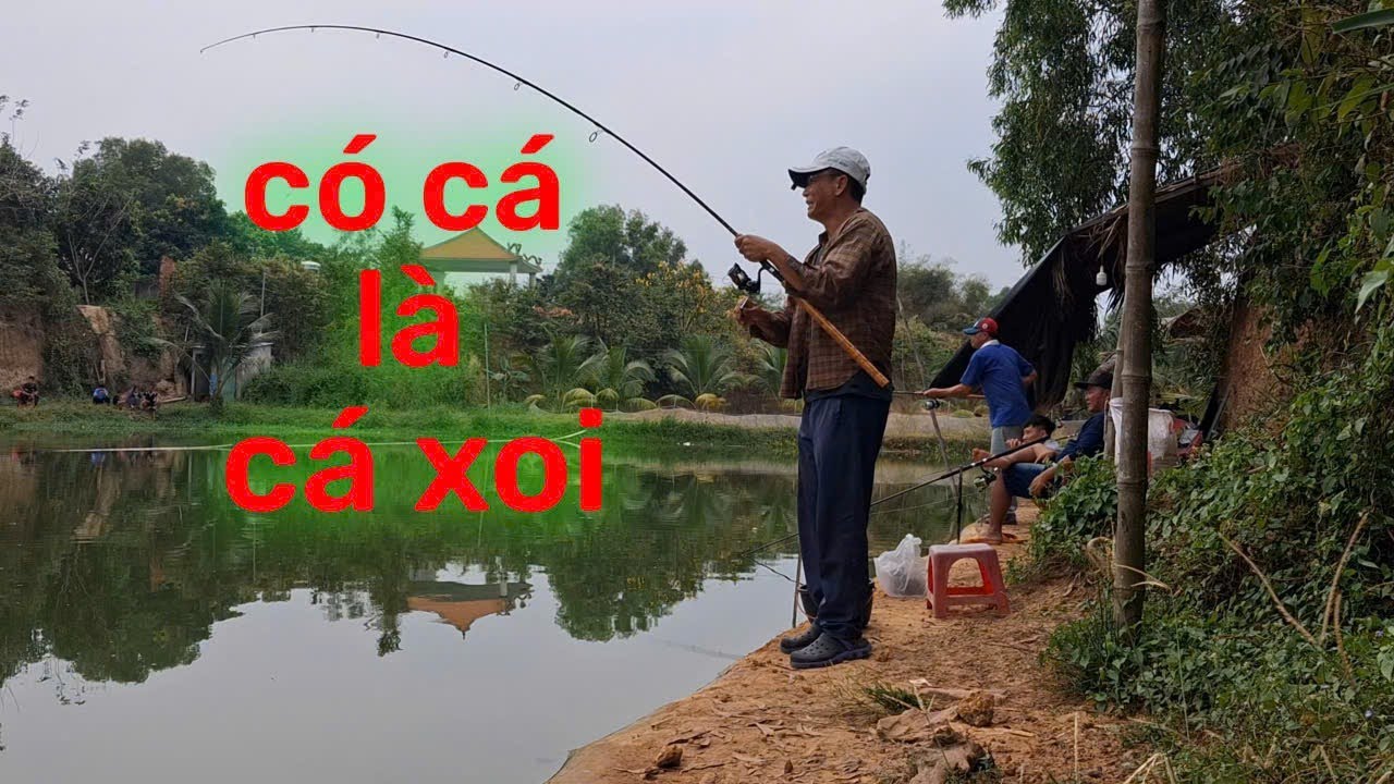Câu cá chim hồ hồ dịch vụ - hồ minh toản cá ăn thấy mê