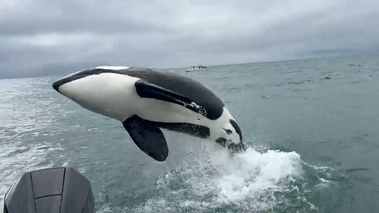 Orca soaks boat after Sea Lion hunt!