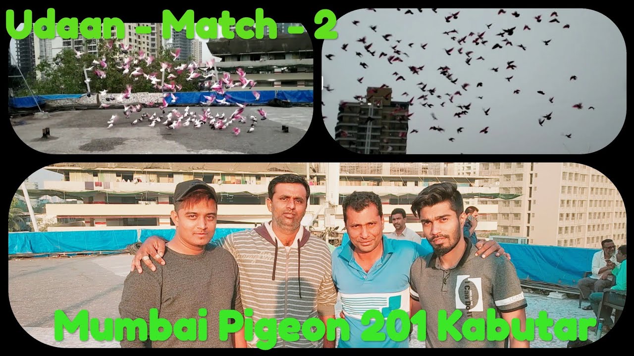 Mumbai Pigeon 201 Kabutar Udaan - Match 2