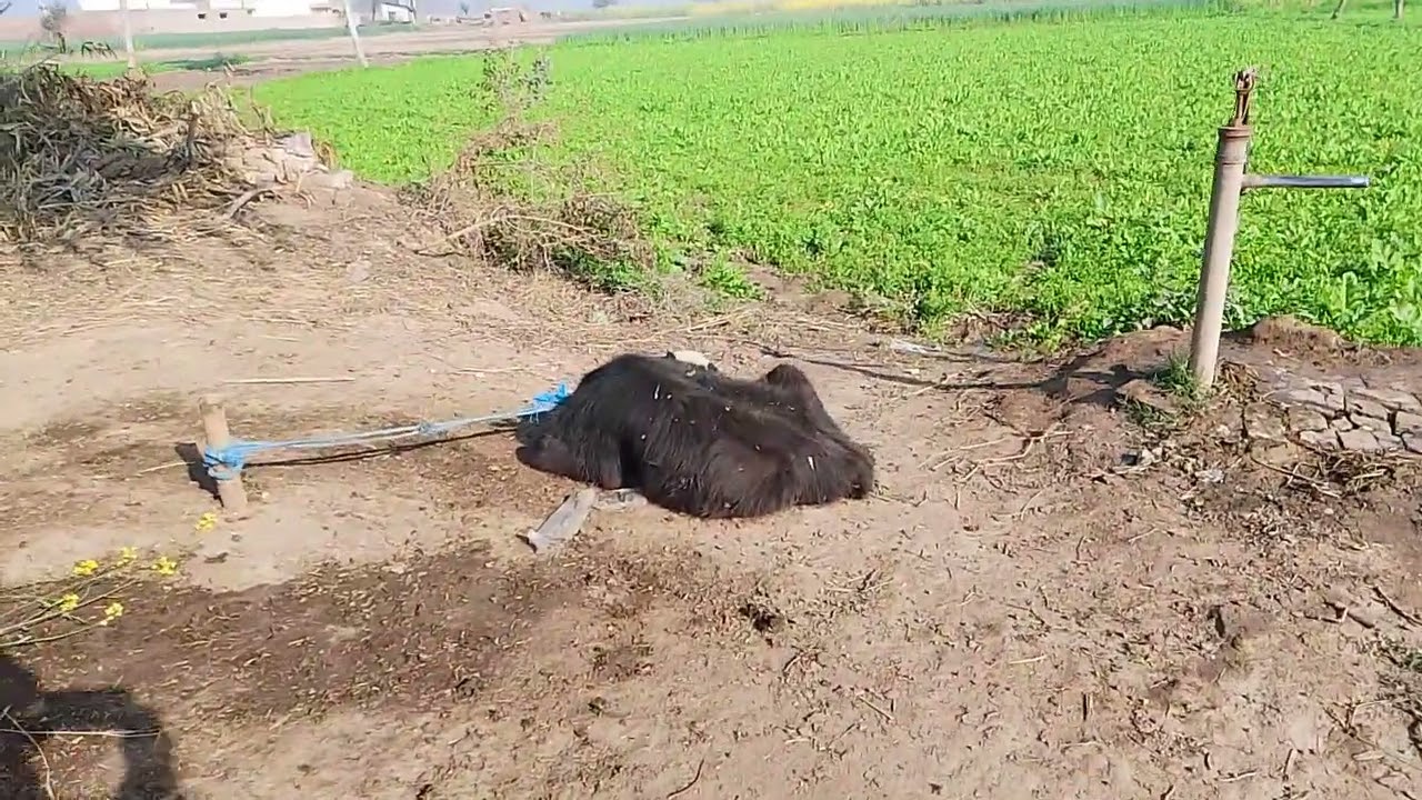 Pind da shoke 