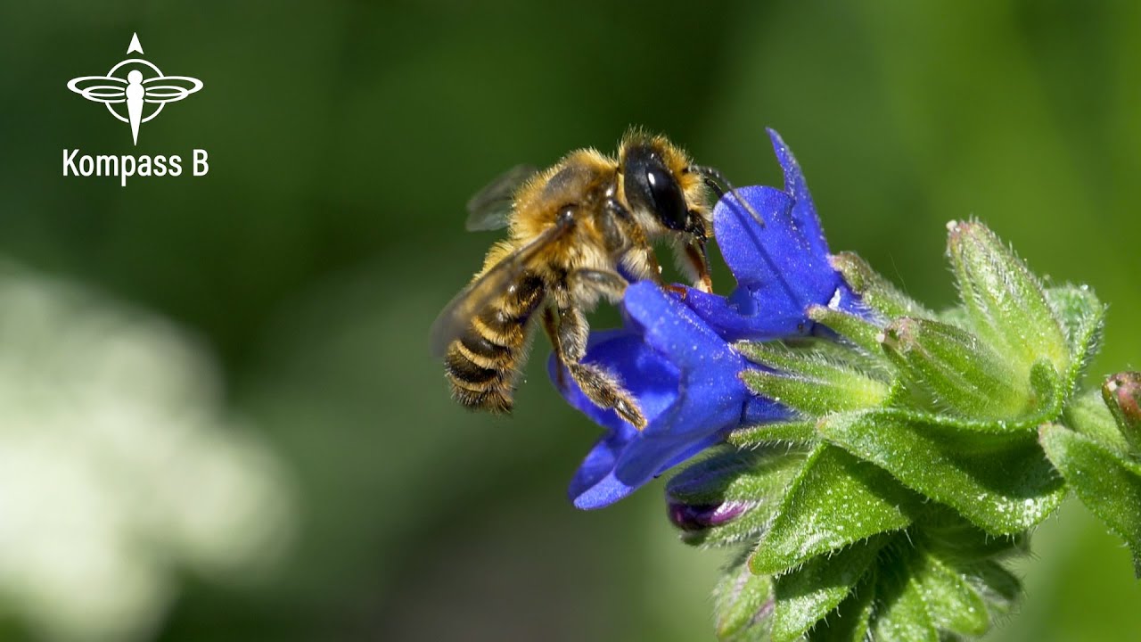 Wildblumen f&uuml;r mehr Wildbienen und Biodiversit&auml;t