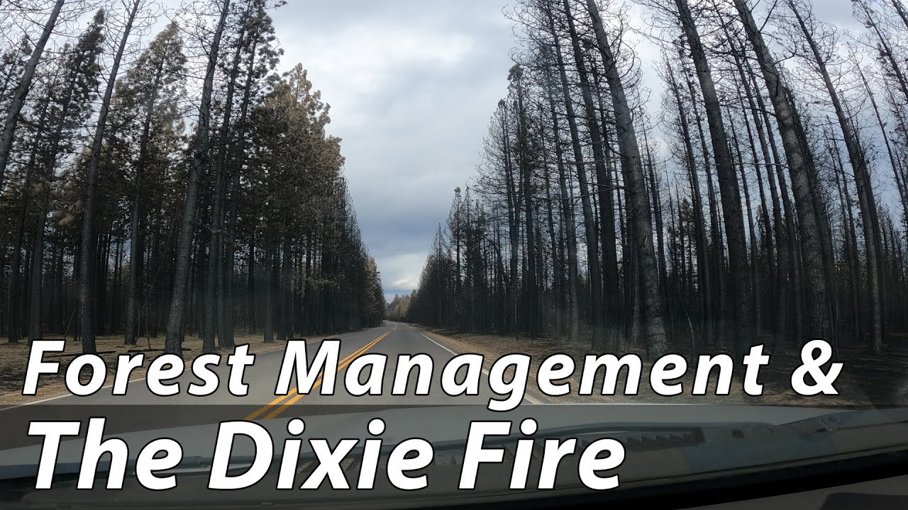 Forest Management and The Dixie Fire