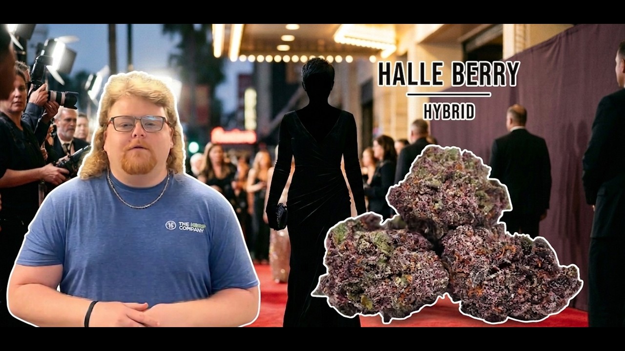 Halle Berry Strain Review: Is It Oscar-Worthy or Just a Good Buzz?