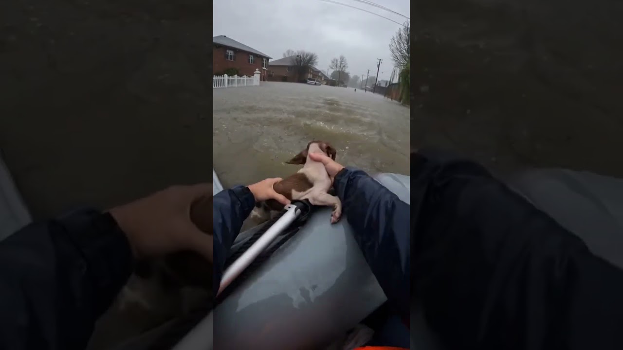 Saving Stranded Animals In The Neighbourhood From The Raging Flood&hellip; #animalrescue