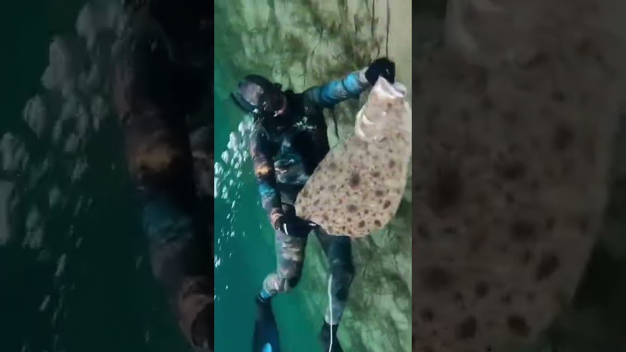 The best tasting fish there is 🍽#spearfishing #freediving #turbot
