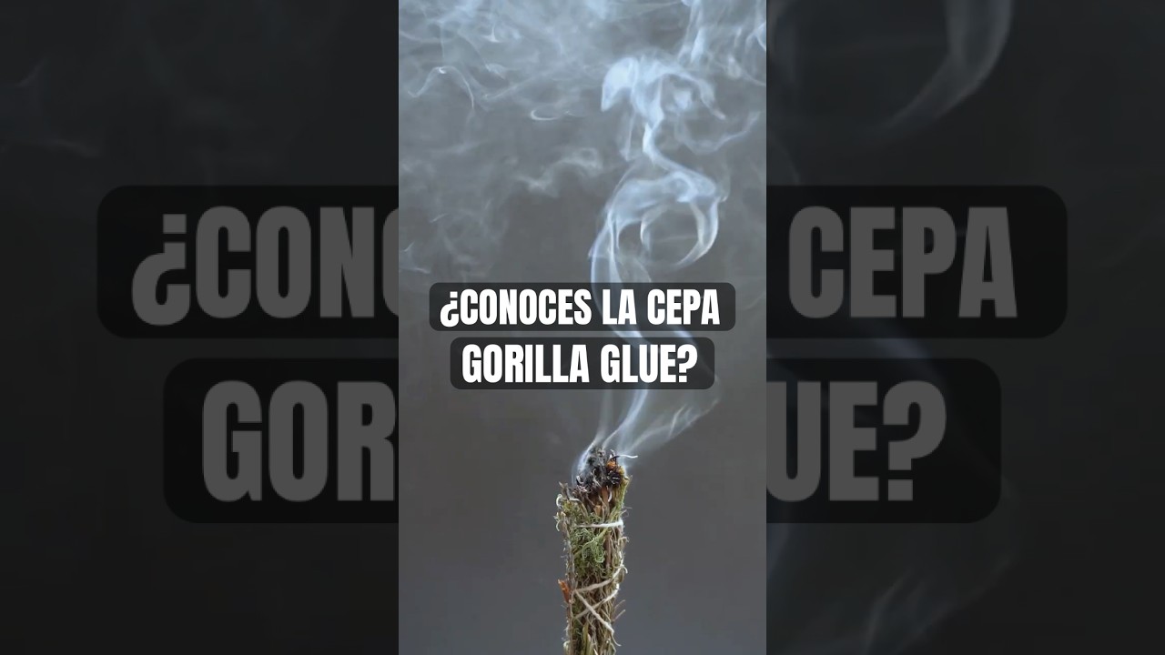 #TERPENOS principales en GORILLA GLUE [ @CaliTerpenes ]