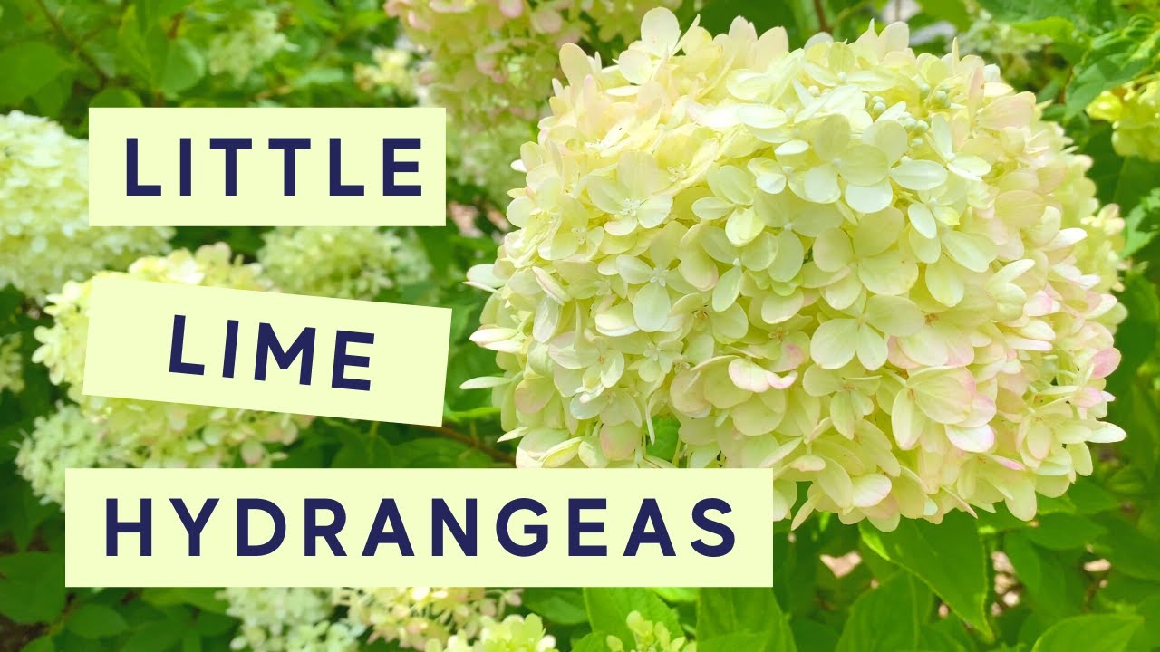 Little Lime Hydrangea Garden Tour