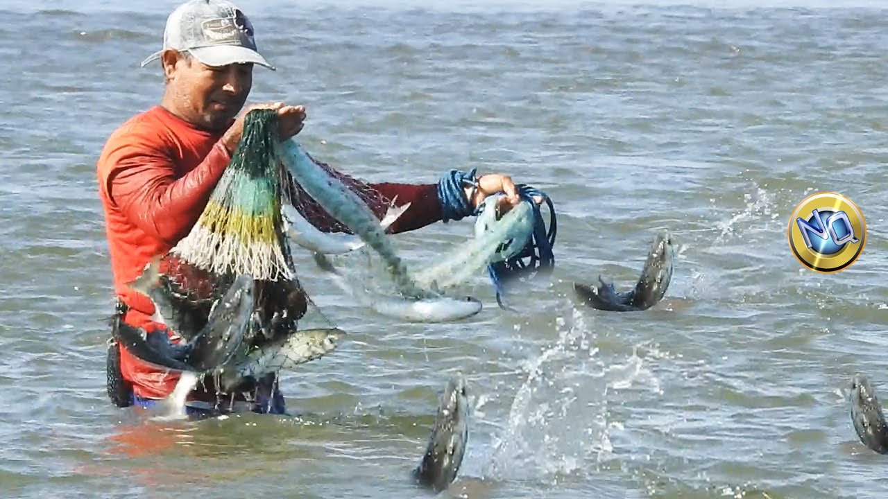 Observa La Pesca de Lisas con Atarraya