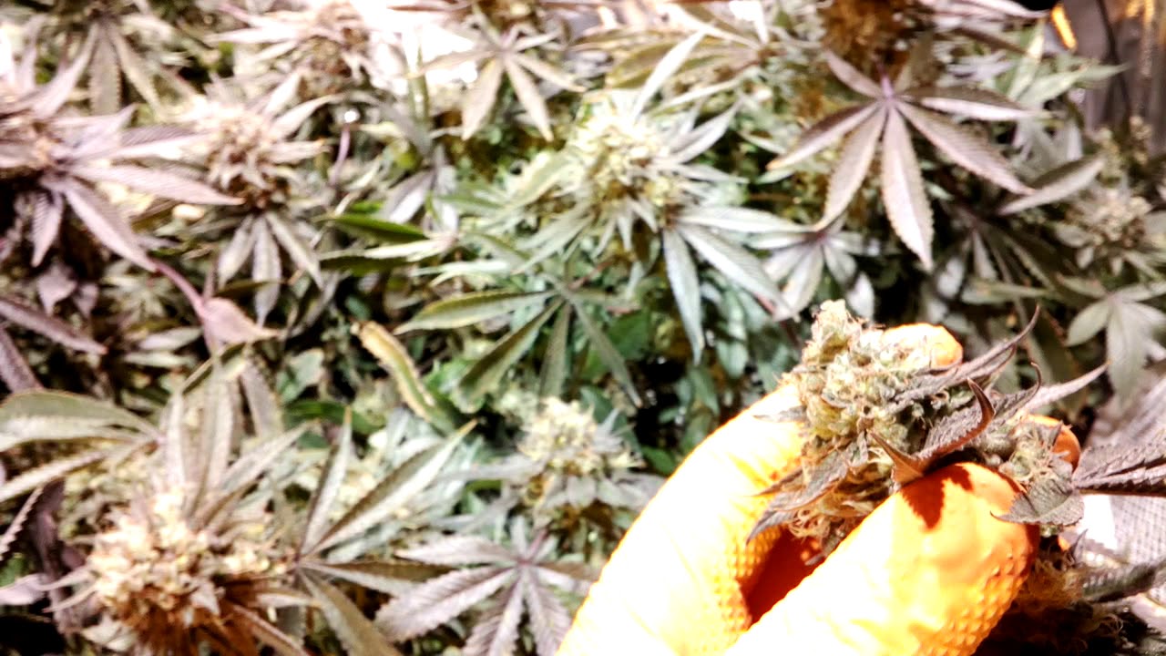 MIGRO 400 Vs 600W HPS grow diary Day 67 (week 9 Flowering)