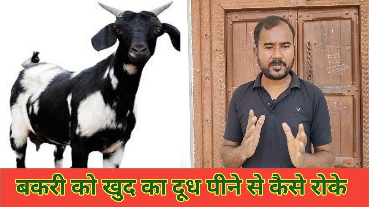 Bakri Ko Apna Dhudh Pine Se Aise Rok Sakte Hai|Vimalumrao