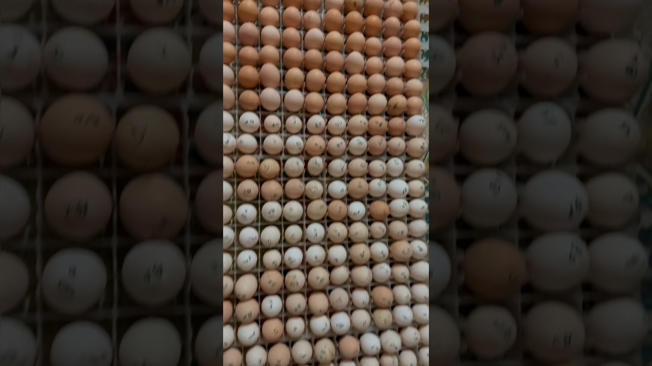 #fertileeggs #fresheggs #incobator #hatching #Chick&rsquo;s booking