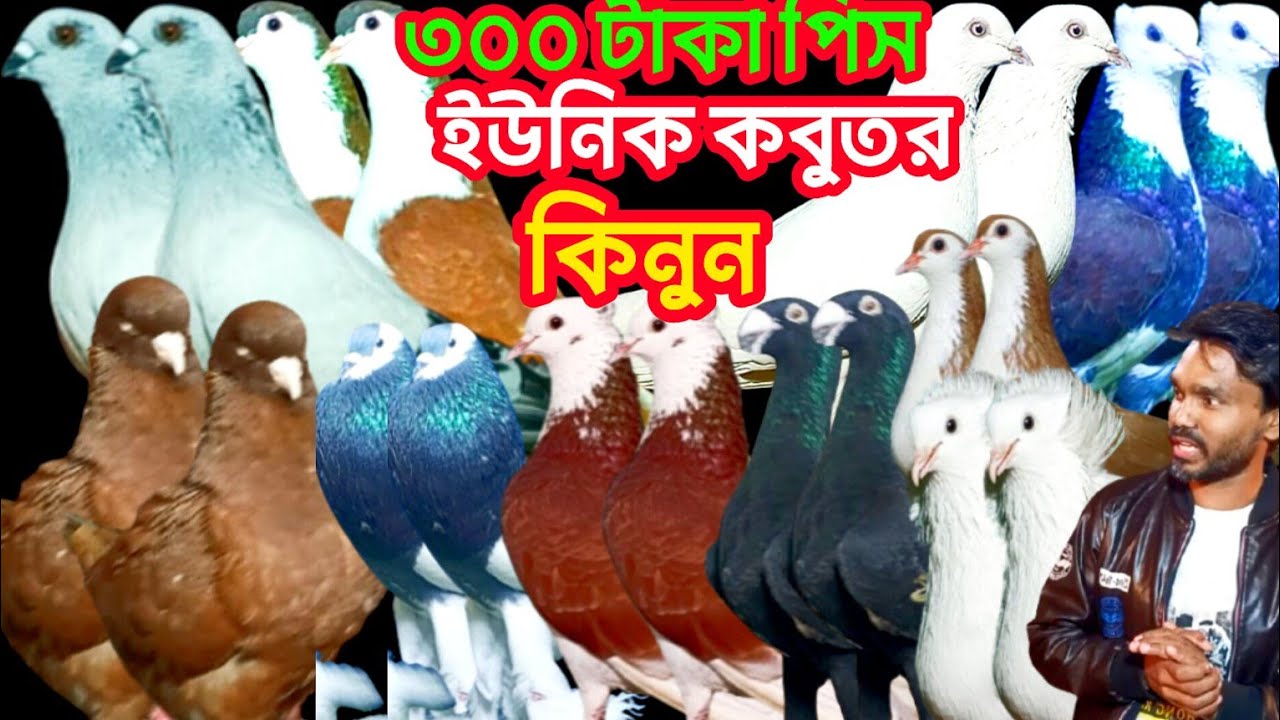 পবিত্র মাহে রমজান উপলক্ষে ৩০০ টাকা পিস ৬০০ টাকা জোড়া ইউনিক কবুতর কিনুন #কবুতর
