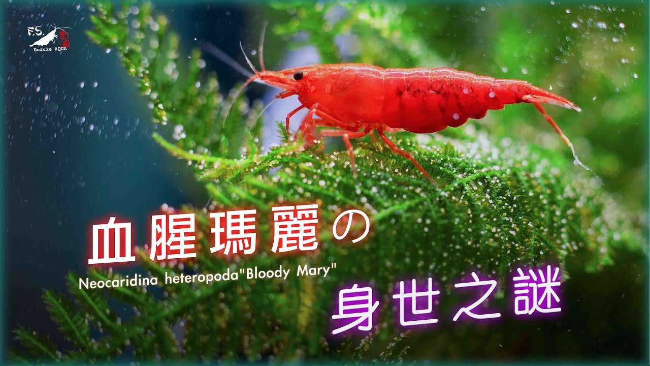 【蝦蝦特輯EP12】血腥瑪麗到底是不是台灣米蝦?!創作者親自解答 feat.饒孝嘉 ｜米蝦歷史｜我只是個養蝦的 ｜Bloody Mary