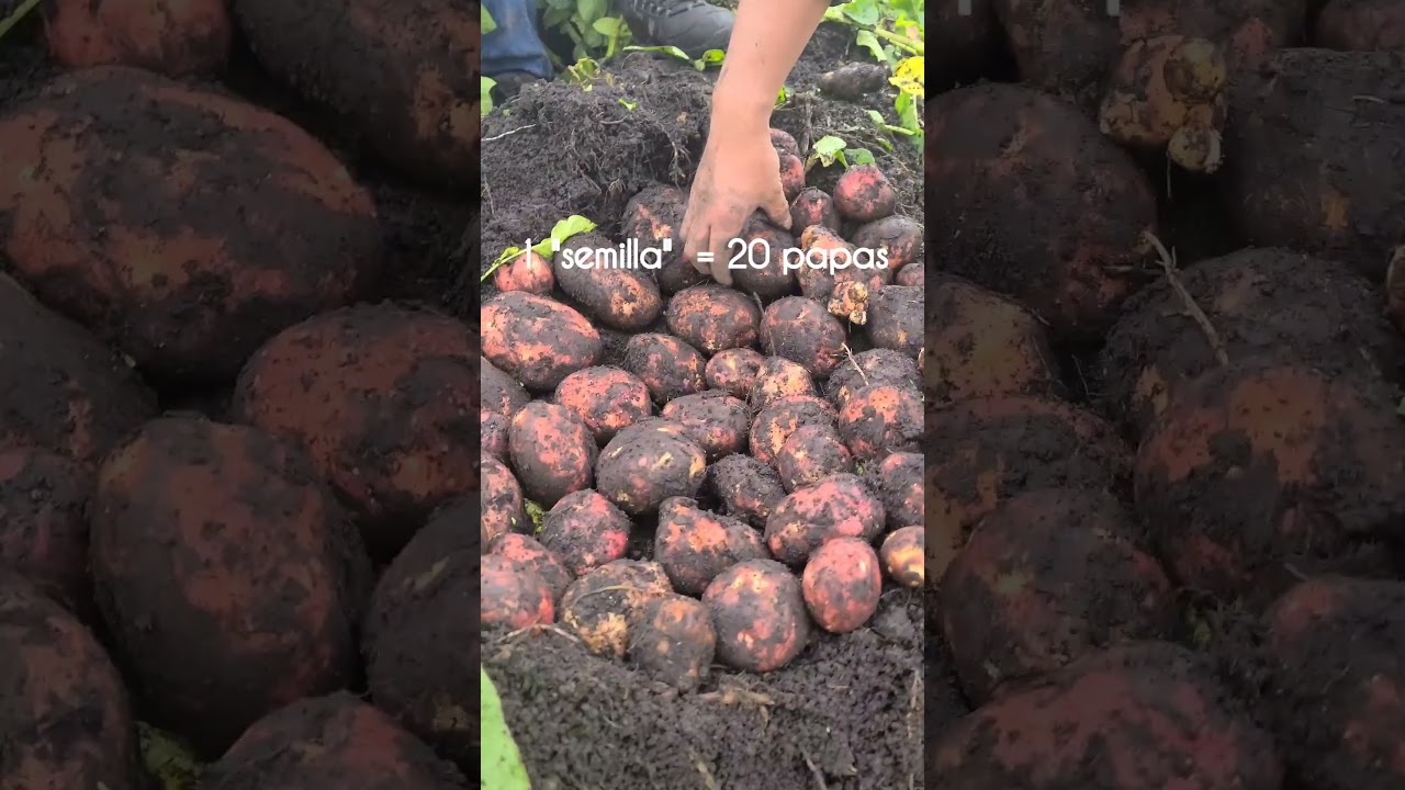 El cultivo de papa, cuantas papas produce una Planta?