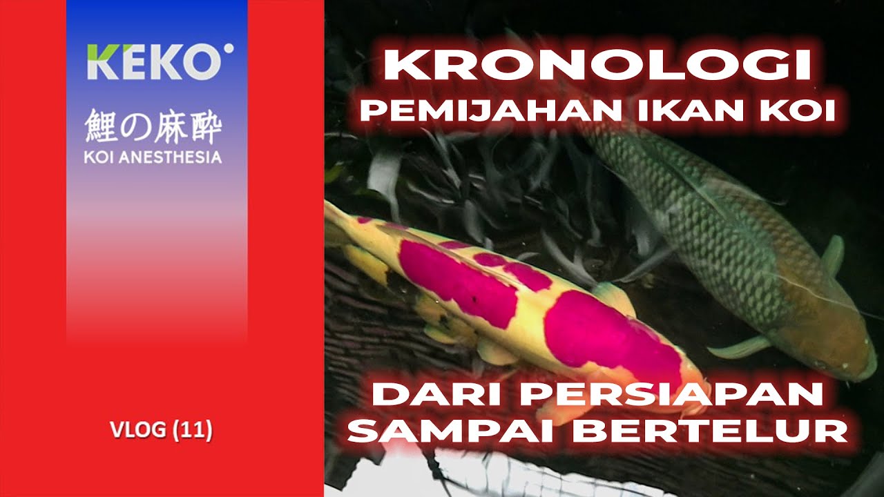PEMIJAHAN IKAN KOI | Persiapan Sampai Bertelur | Koi Vlog (11)