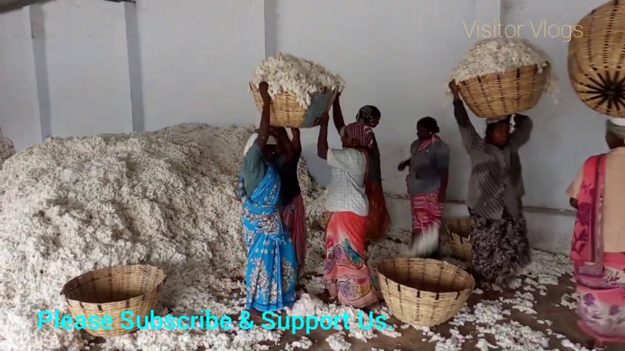 Ginning Process Of Cotton...