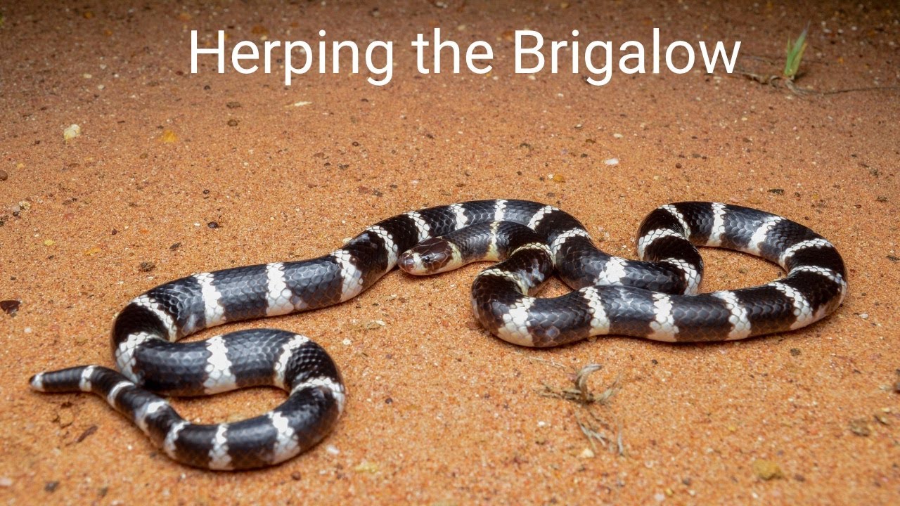 Herping the Brigalow, Night 1 - Bandy-bandy's and scaly-foots
