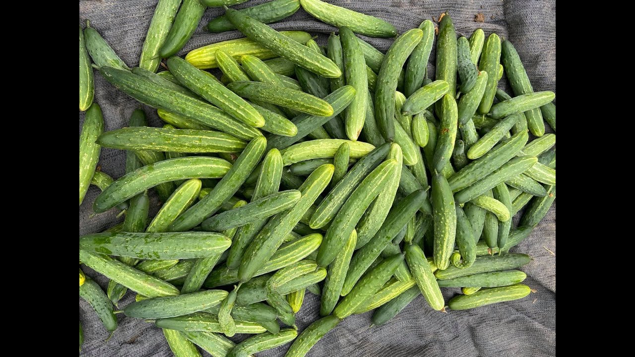 HIỆU QUẢ TRỒNG DƯA CHUỘT NẾP CHỊU LẠNH