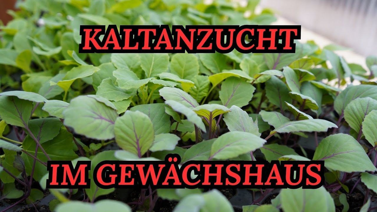 Kaltanzucht im Gewächshaus