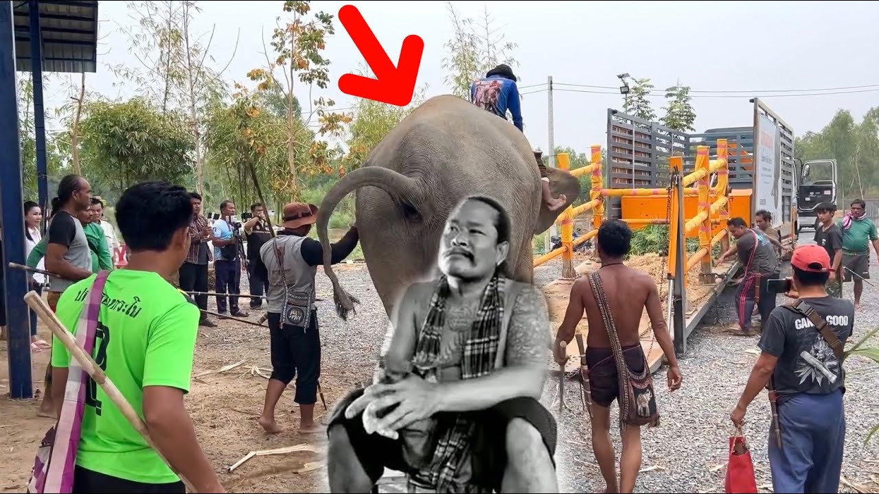 ขนลูก‼️พ่อเล็กให้อภัย🥺ช้างดุ#พังบุญเย็น ไปอยู่กับเจ้าของใหม่