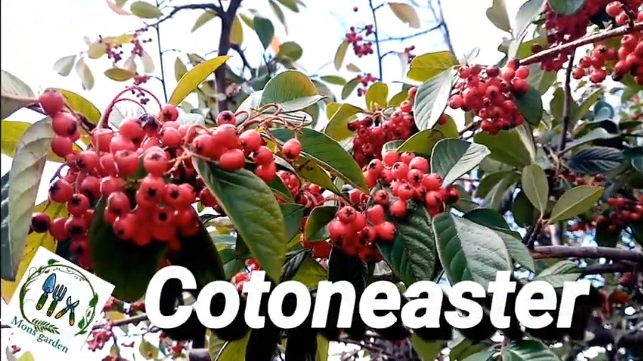 Cotoneaster/Gu&iacute;a basica🌿🍃