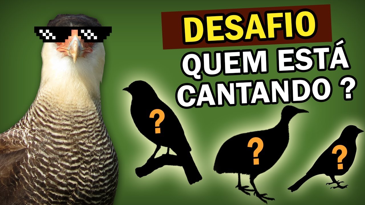 DESAFIO#1 QUE CANTO É ESSE? DESCUBRA QUE AVE ESTÁ CANTANDO no TESTE DE PASSARINHO | PLANETA AVES