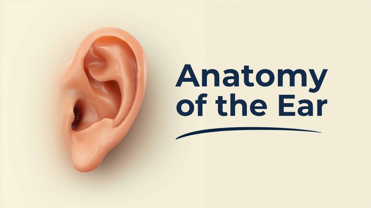 Anatomy & Physiology of Ear
