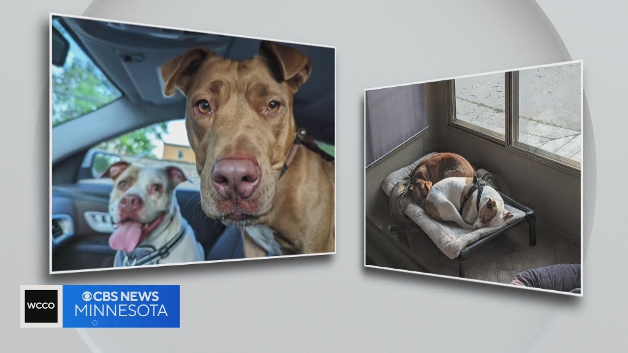 Dog hops over wall at Minneapolis shelter to be with puppy pal