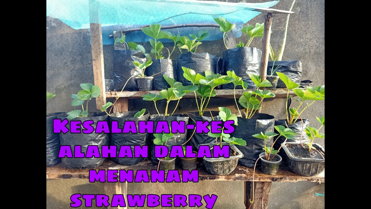 Kesalahan Saat Budidaya Stroberi di daerah Panas,  Ini Rahasia Agar Subur