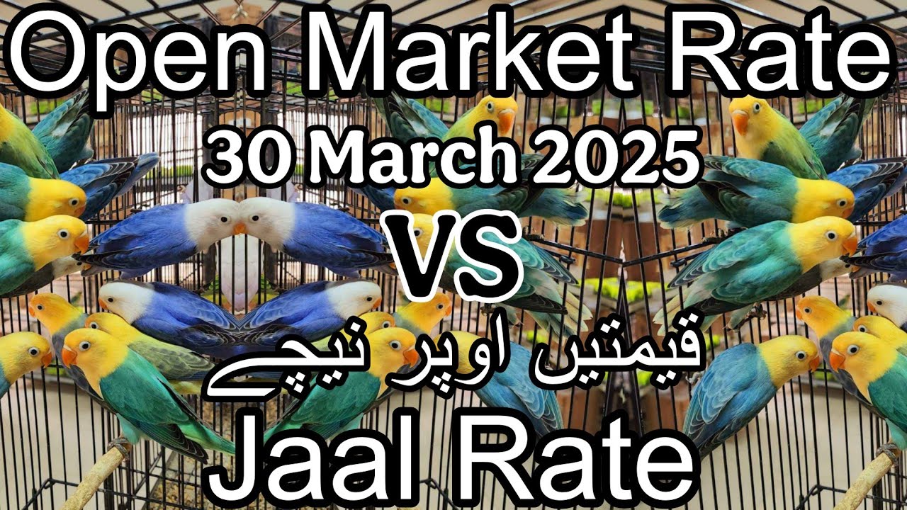 Birds price in karachi pakistan 30 March 2025 | Jaal rate update | Open market rate update