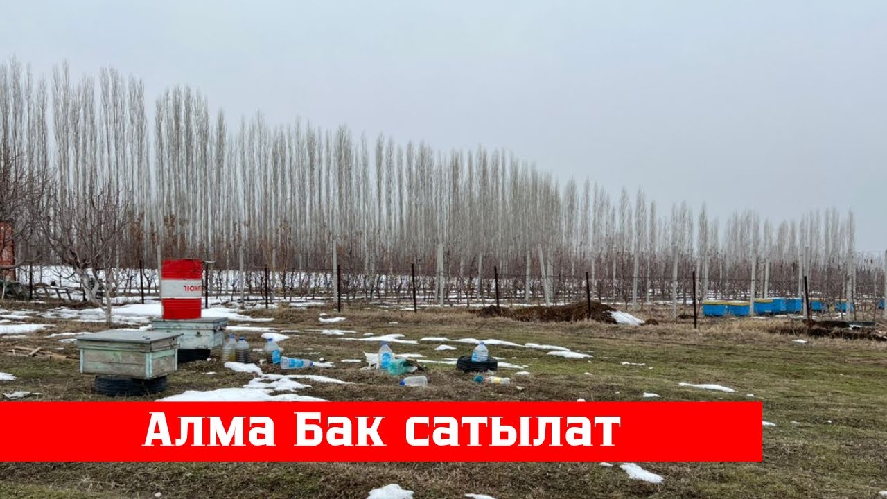 Иштеп жаткан зор Алма Бак сатылат. Алган адам утат ✅✅