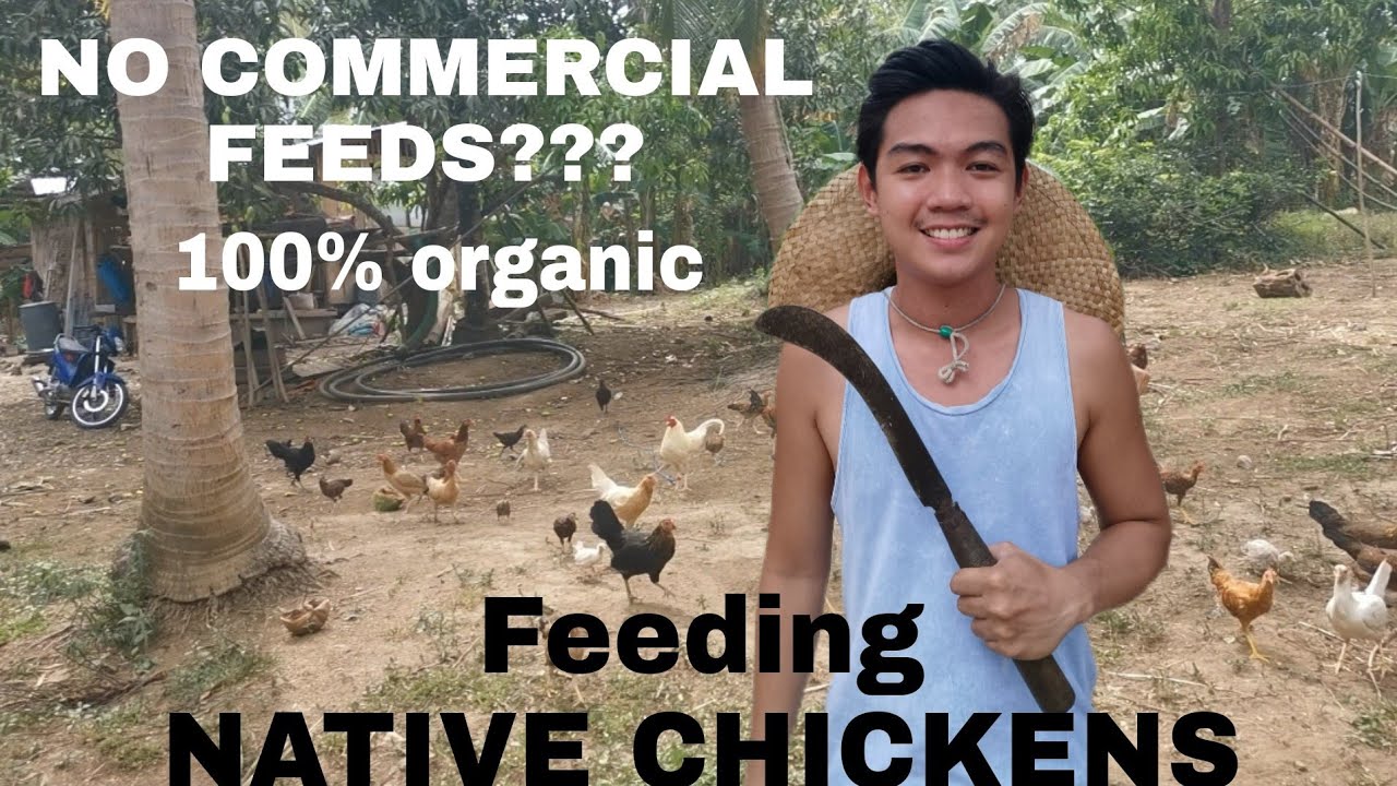 TIPID at MASUSTANSYANG PATUKA ng MANOK | 100% ORGANIC | Buhay sa bukid