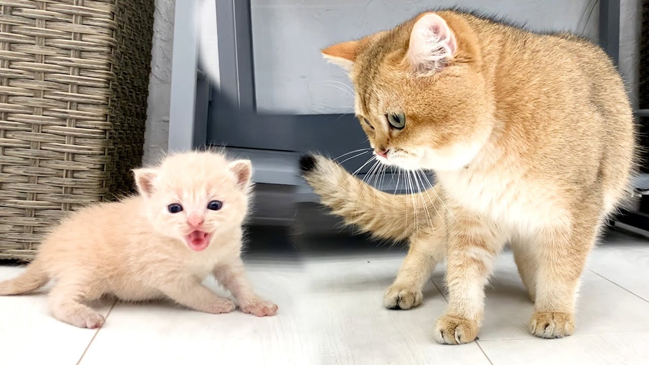 Daddy cat meets a loud meowing kitten