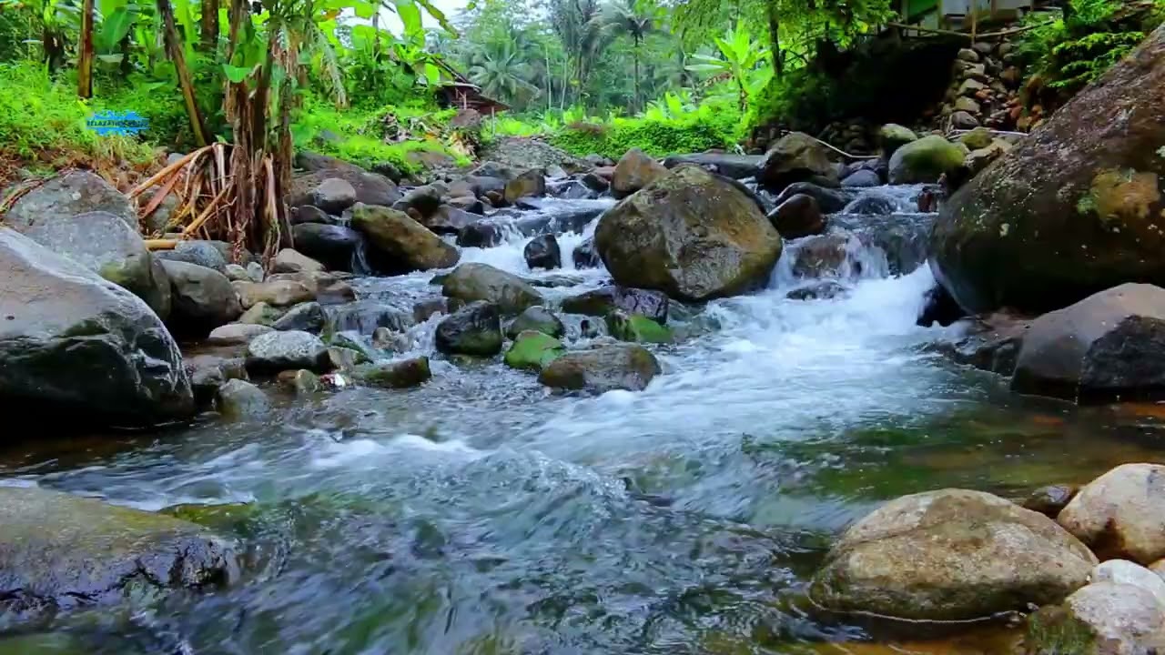 Relaxing River Sounds with Birds Chirping  Peaceful Forest Nature ASMR 🌿💧