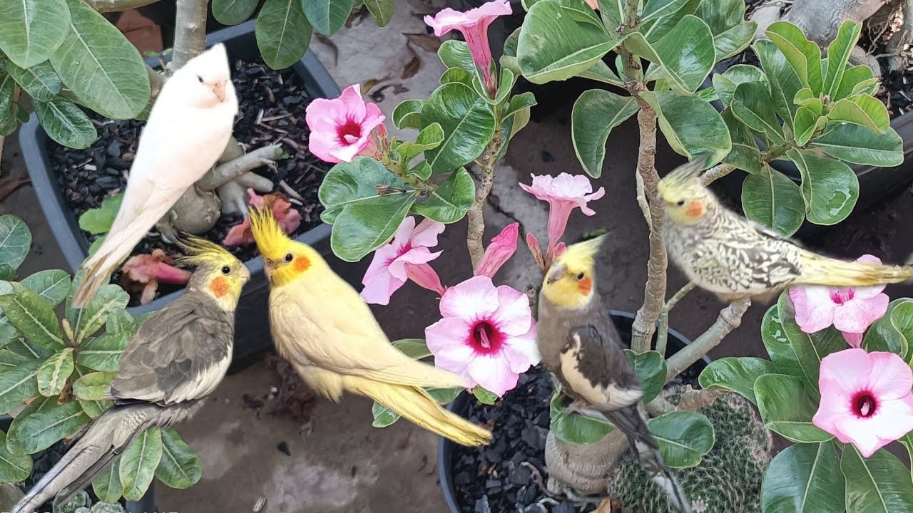 Rosa do Deserto Mirabilis 2, Pathuma, Lm5 tw4,T15, look pink, flores e calopsitas 🦜🕊️🦜🕊️