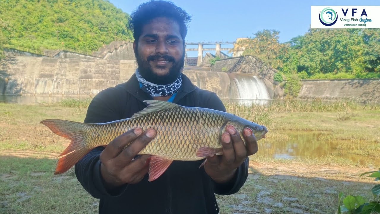 #TatipudiTitans and 12 #RohuFish #vizagfishanglers Tatipudi dam @VIZAGFISH , #VizagFishAnglers