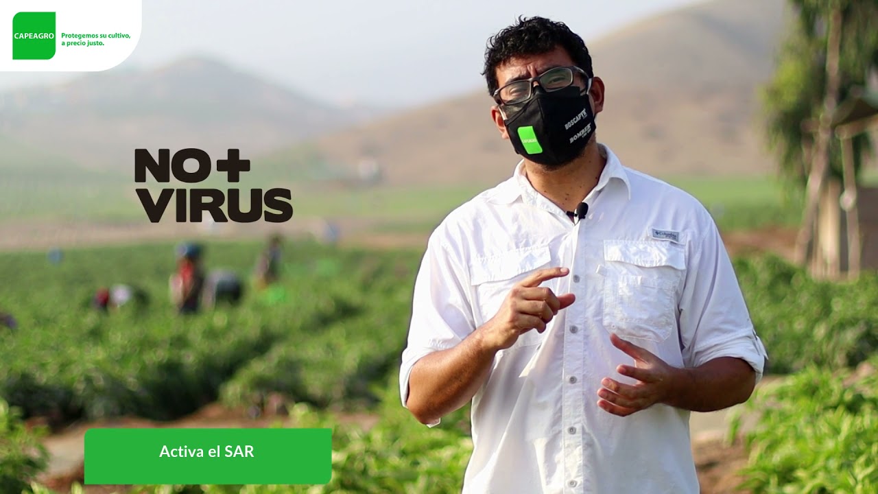 NO+VIRUS en el cultivo de PIMIENTO