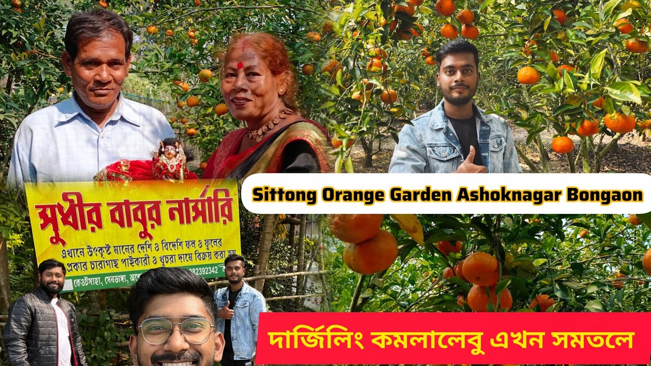 দার্জিলিং পাহাড়ের কমলালেবু এখন সমতলে Ashoknagar- Sittong 🍊 Orange Garden🤩 সুধীর বাবুর নার্সারি 🙏