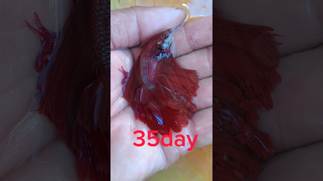Red Full Moon Betta fish