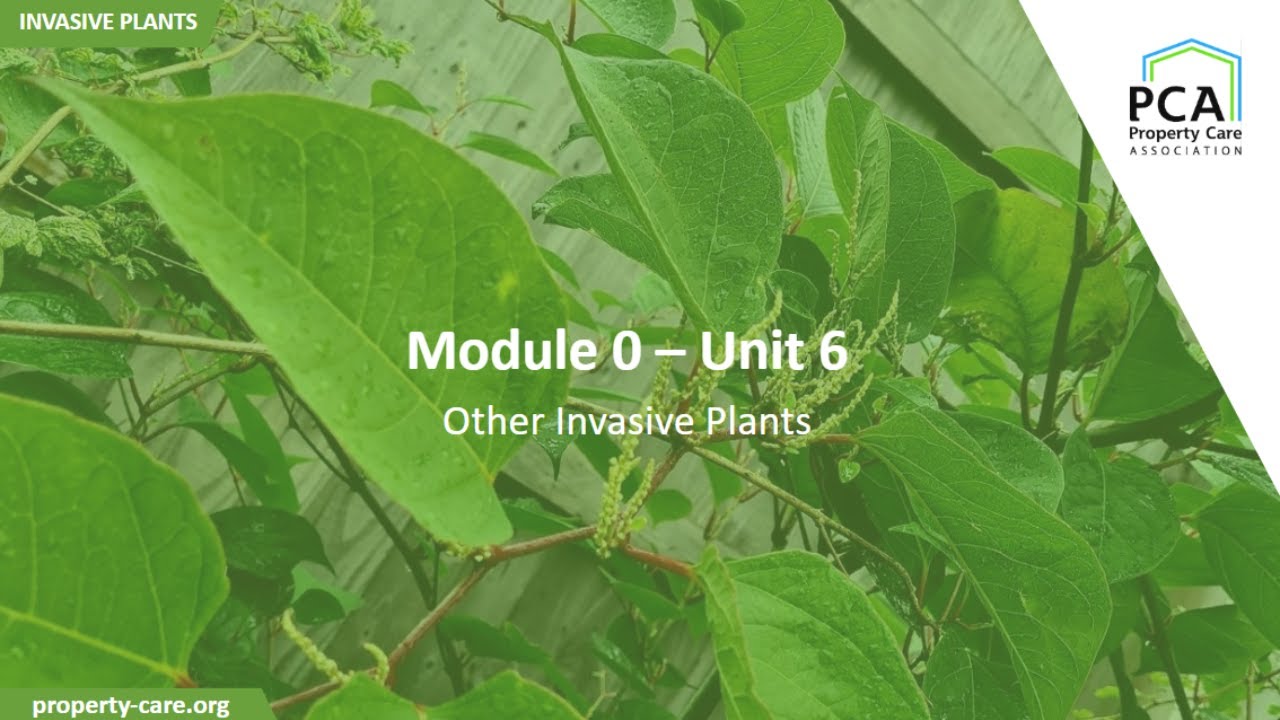 Модуль PCA 0 - Раздел 6: Другие инвазивные растения