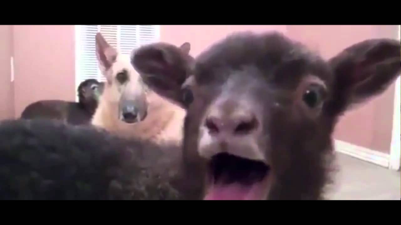 Miley Cyrus - Party In The U.S.A. (Goat Edition)